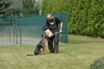 Satysfakcja FCI, hodowla Owczarków Niemieckich, Owczarki Niemieckie