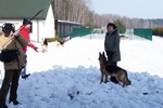 Satysfakcja FCI, hodowla Owczarków Niemieckich, Owczarki Niemieckie