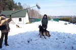 Satysfakcja FCI, hodowla Owczarków Niemieckich, Owczarki Niemieckie