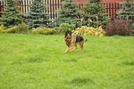 Satysfakcja FCI, hodowla Owczarków Niemieckich, Owczarki Niemieckie