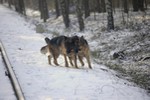 Satysfakcja FCI, hodowla Owczarków Niemieckich, Owczarki Niemieckie