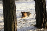 Satysfakcja FCI, hodowla Owczarków Niemieckich, Owczarki Niemieckie