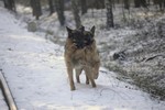 Satysfakcja FCI, hodowla Owczarków Niemieckich, Owczarki Niemieckie