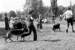 Satysfakcja FCI, hodowla Owczarków Niemieckich, Owczarki Niemieckie