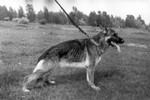 Satysfakcja FCI, hodowla Owczarków Niemieckich, Owczarki Niemieckie