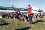 Satysfakcja FCI, hodowla Owczarków Niemieckich, Owczarki Niemieckie