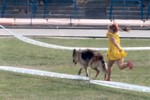 Satysfakcja FCI, hodowla Owczarków Niemieckich, Owczarki Niemieckie