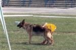 Satysfakcja FCI, hodowla Owczarków Niemieckich, Owczarki Niemieckie