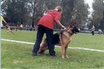 Satysfakcja FCI, hodowla Owczarków Niemieckich, Owczarki Niemieckie
