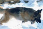 Satysfakcja FCI, hodowla Owczarków Niemieckich, Owczarki Niemieckie