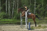 Satysfakcja FCI, hodowla Owczarków Niemieckich, Owczarki Niemieckie