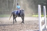 Satysfakcja FCI, hodowla Owczarków Niemieckich, Owczarki Niemieckie