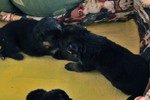 Satysfakcja FCI, German Shepherds kennel, German Shepherds