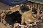 Satysfakcja FCI, German Shepherds kennel, German Shepherds