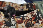 Satysfakcja FCI, German Shepherds kennel, German Shepherds