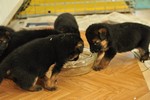Satysfakcja FCI, German Shepherds kennel, German Shepherds