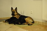 Satysfakcja FCI, German Shepherds kennel, German Shepherds