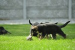 Satysfakcja FCI, German Shepherds kennel, German Shepherds