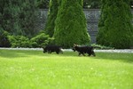 Satysfakcja FCI, German Shepherds kennel, German Shepherds
