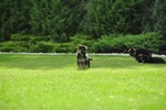 Satysfakcja FCI, German Shepherds kennel, German Shepherds