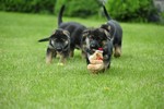 Satysfakcja FCI, German Shepherds kennel, German Shepherds