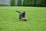 Satysfakcja FCI, German Shepherds kennel, German Shepherds