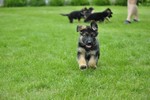 Satysfakcja FCI, German Shepherds kennel, German Shepherds
