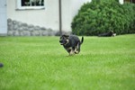 Satysfakcja FCI, German Shepherds kennel, German Shepherds