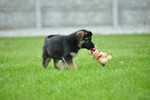 Satysfakcja FCI, German Shepherds kennel, German Shepherds