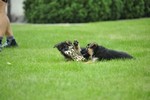 Satysfakcja FCI, German Shepherds kennel, German Shepherds