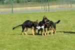 Satysfakcja FCI, German Shepherds kennel, German Shepherds