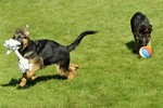 Satysfakcja FCI, German Shepherds kennel, German Shepherds