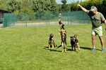 Satysfakcja FCI, German Shepherds kennel, German Shepherds