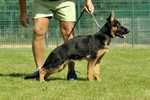 Satysfakcja FCI, German Shepherds kennel, German Shepherds