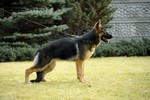 Satysfakcja FCI, German Shepherds kennel, German Shepherds