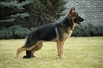Satysfakcja FCI, German Shepherds kennel, German Shepherds