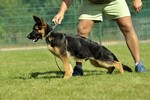 Satysfakcja FCI, German Shepherds kennel, German Shepherds