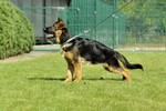 Satysfakcja FCI, German Shepherds kennel, German Shepherds