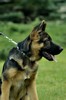 Satysfakcja FCI, German Shepherds kennel, German Shepherds