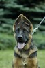 Satysfakcja FCI, German Shepherds kennel, German Shepherds