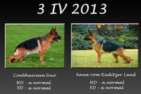 Satysfakcja FCI, German Shepherds kennel, German Shepherds