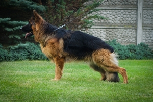 Satysfakcja FCI, German Shepherds kennel, German Shepherds