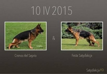 Satysfakcja FCI, German Shepherds kennel, German Shepherds