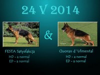 Satysfakcja FCI, German Shepherds kennel, German Shepherds