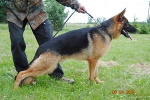 Satysfakcja FCI, hodowla Owczarków Niemieckich, Owczarki Niemieckie