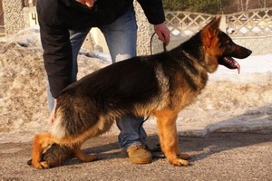 Satysfakcja FCI, hodowla Owczarków Niemieckich, Owczarki Niemieckie