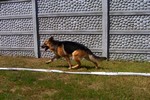 Satysfakcja FCI, hodowla Owczarków Niemieckich, Owczarki Niemieckie