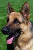 Satysfakcja FCI, hodowla Owczarków Niemieckich, Owczarki Niemieckie