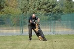 Satysfakcja FCI, hodowla Owczarków Niemieckich, Owczarki Niemieckie