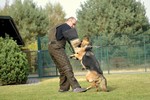 Satysfakcja FCI, hodowla Owczarków Niemieckich, Owczarki Niemieckie
